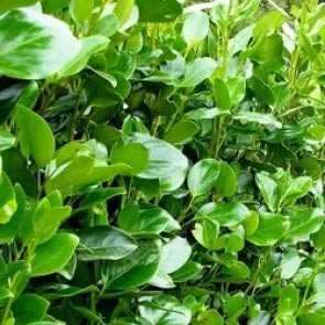 Griselinia Ardmore Emerald