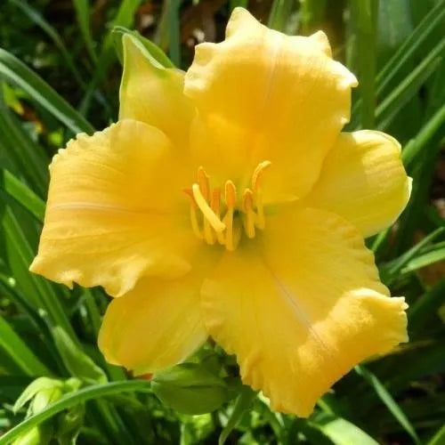 Hemerocallis Stella Bella