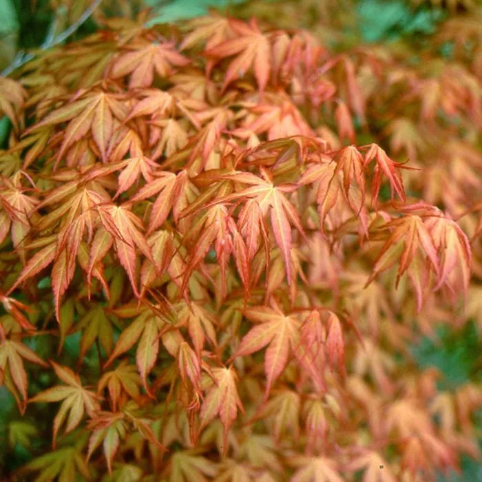 Acer Katsura - Japanese Maple