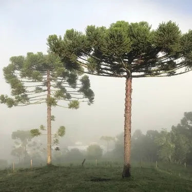 Araucaria Angustifolia - Brazilian Pine, Parana Pine