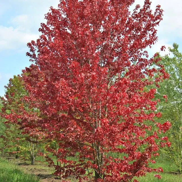 Acer Freemanii Jeffers Red - Freeman Maple