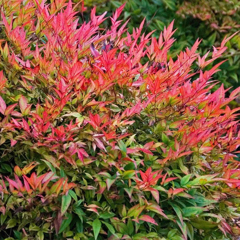 Nandina Gulfstream - Heavenly Bamboo