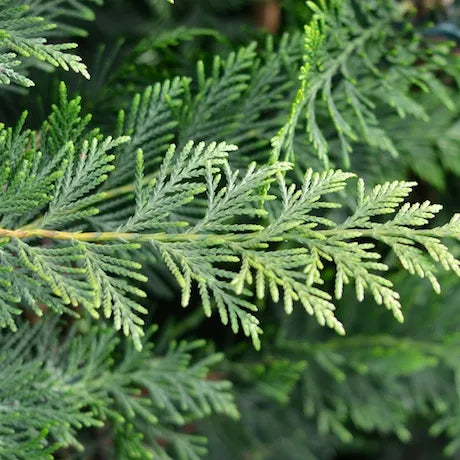Cupressus Ovensii - Ovens Cypress
