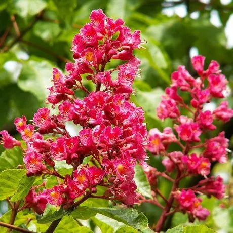 Aesculus Carnea - Red Horse Chestnut