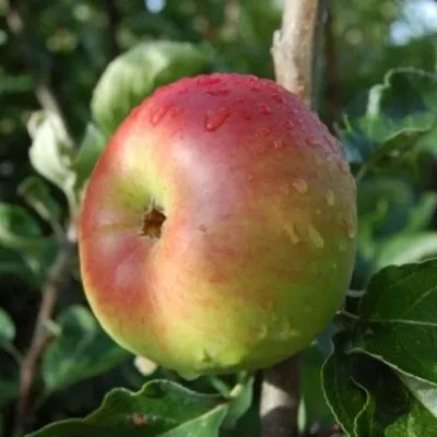 Apple ‘Monty’s Surprise’ - Fruiting Apple