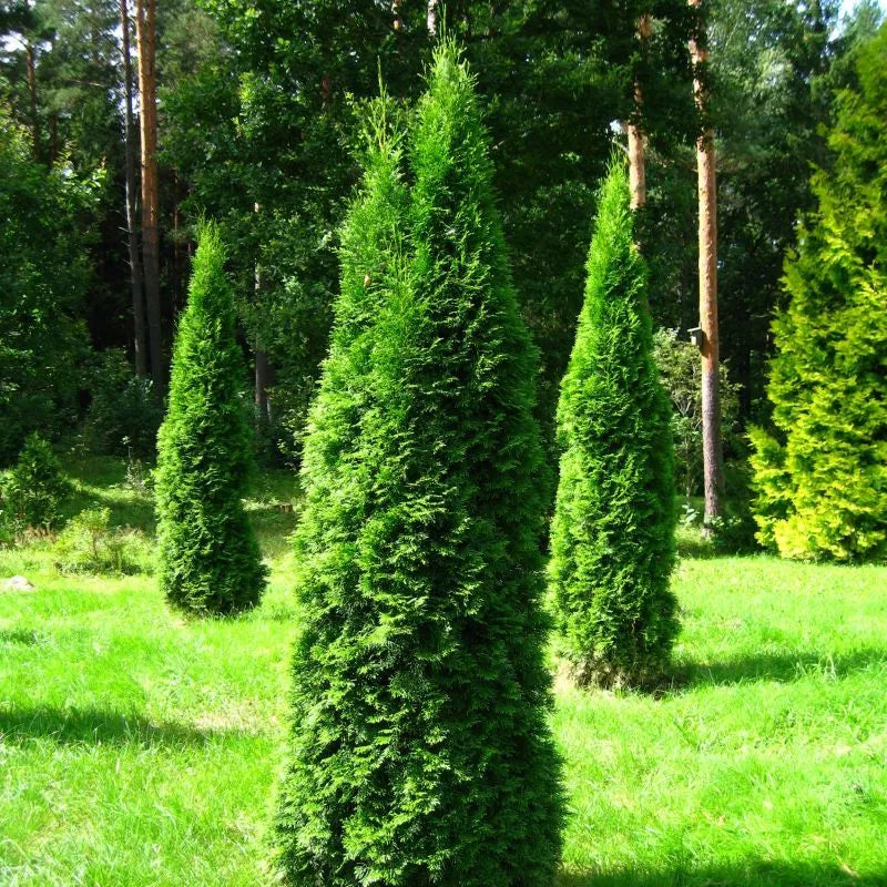 Thuja Pyramidalis – Midland Horticulture