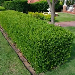 Buxus ‘Sempervirens’ - Box Hedge