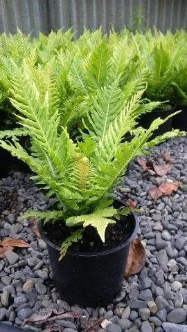 Blechnum Silver Lady - Silver Lady Fern, Dwarf Tree Fern