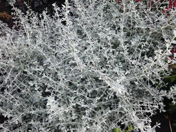 Teucrium Fruticans - Silver Germander