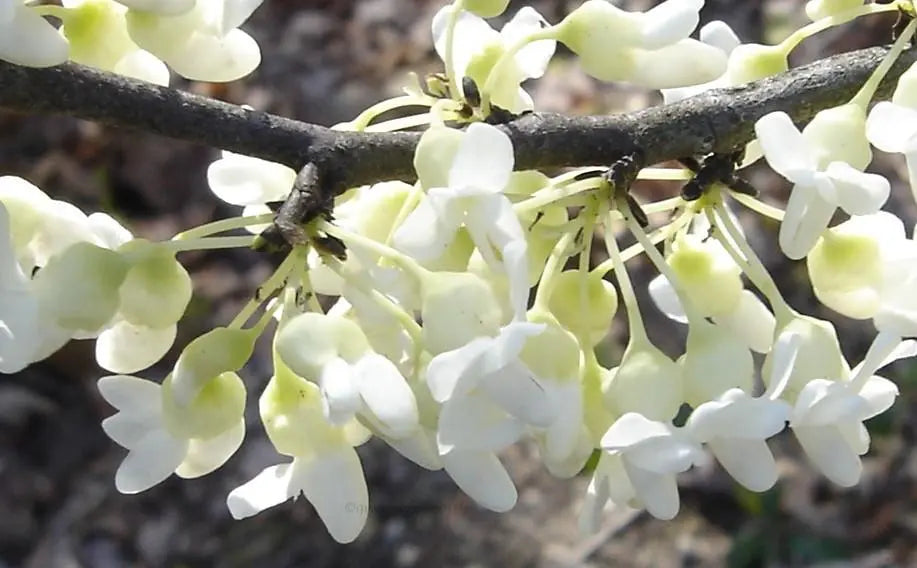 Cercis ‘Texas White’ - Texas Redbud