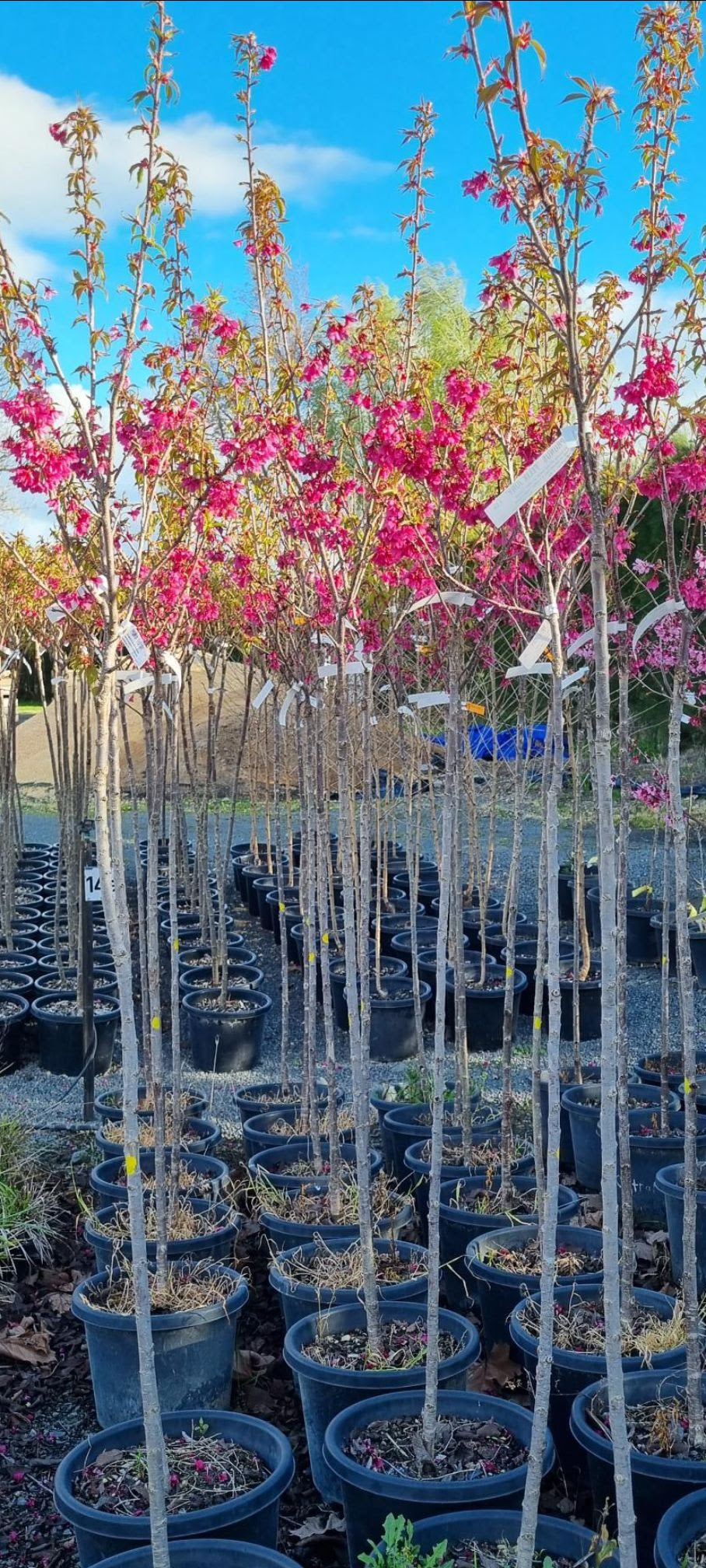 Prunus Campanulata ‘Felix Jury’ - Taiwan Cherry