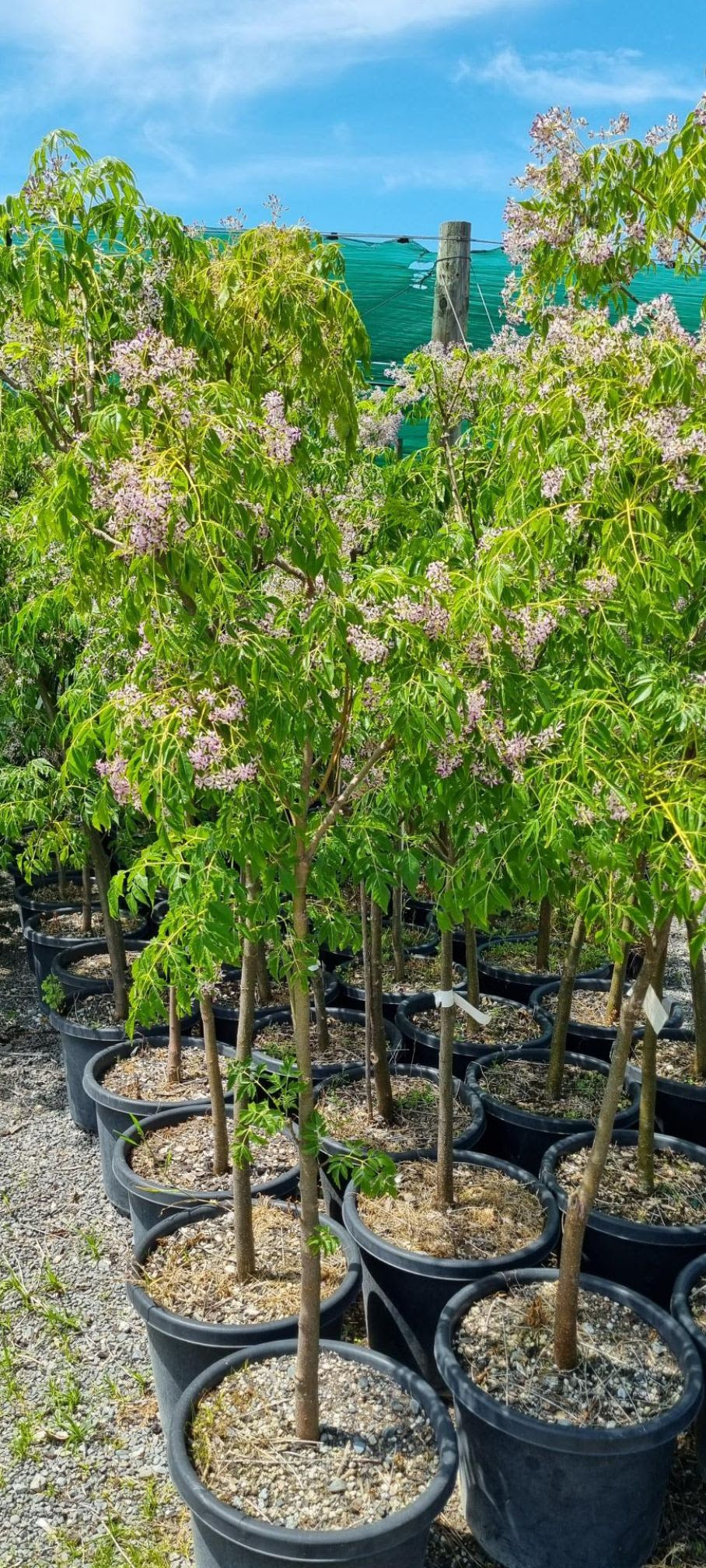 Indian Bead Tree Melia Azederach