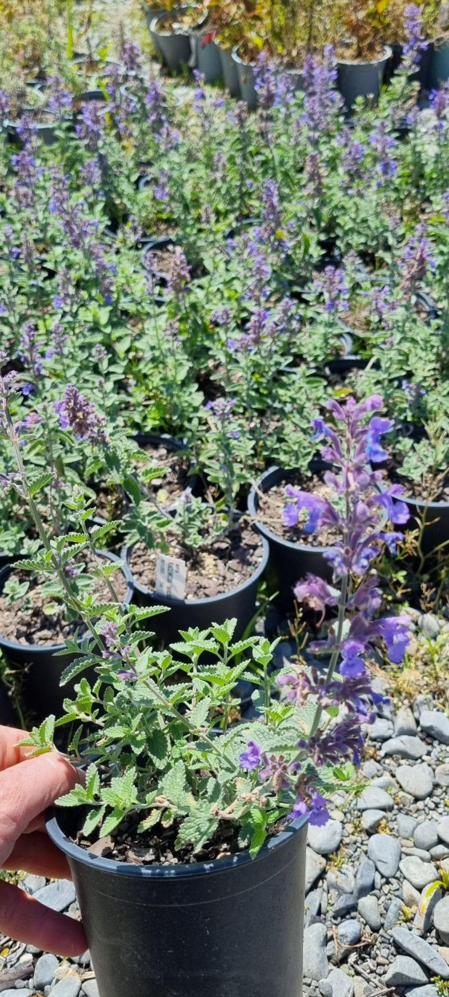 Nepeta Mussini Cat Mint