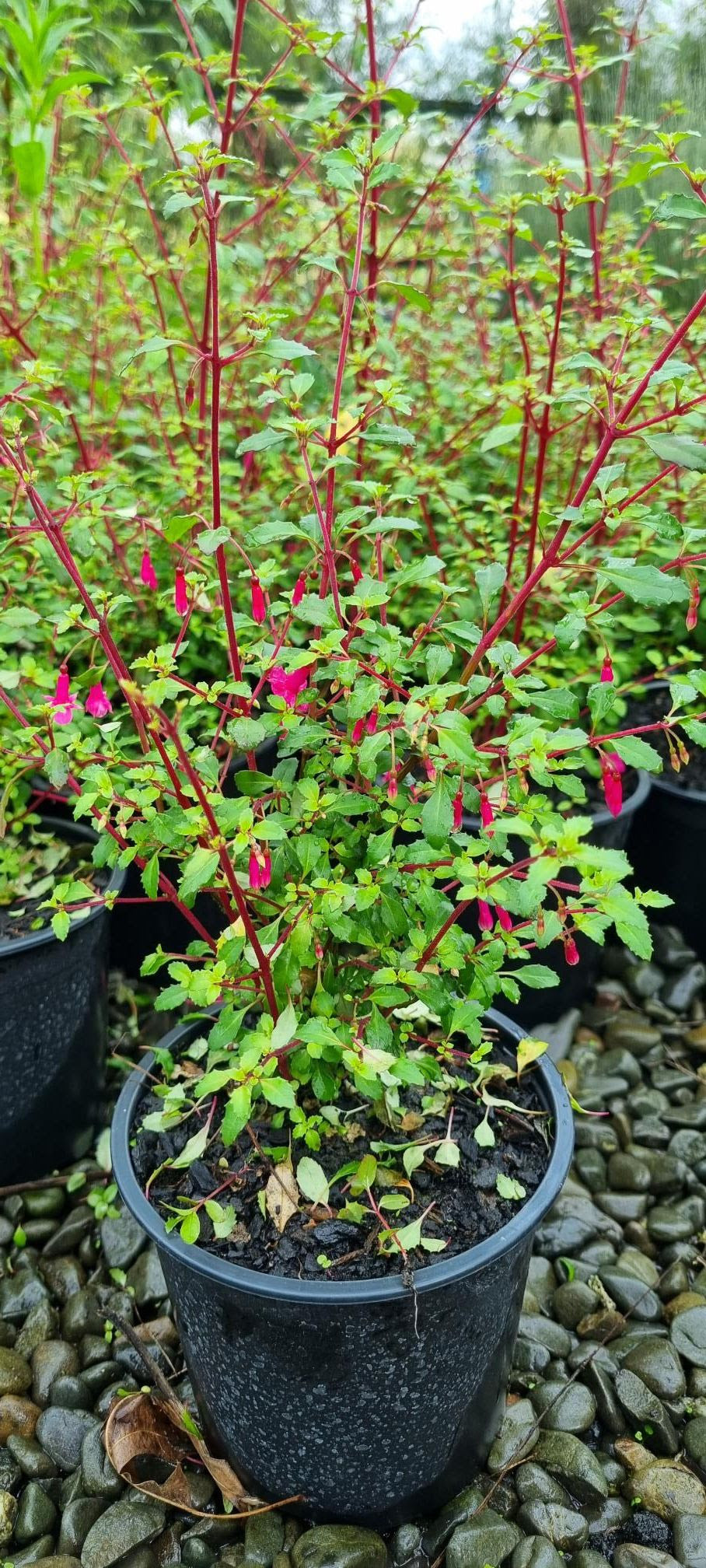 Fuchsia Candy Bells
