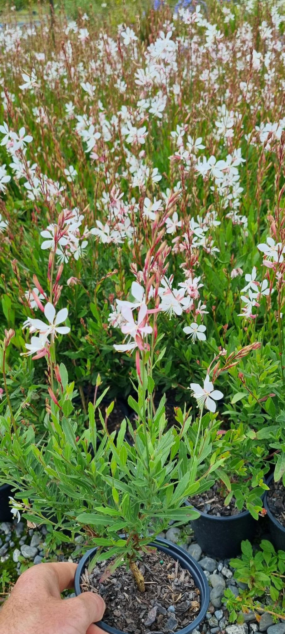 Gaura Sparkle White - Bee Blossom, Butterfly Gaura