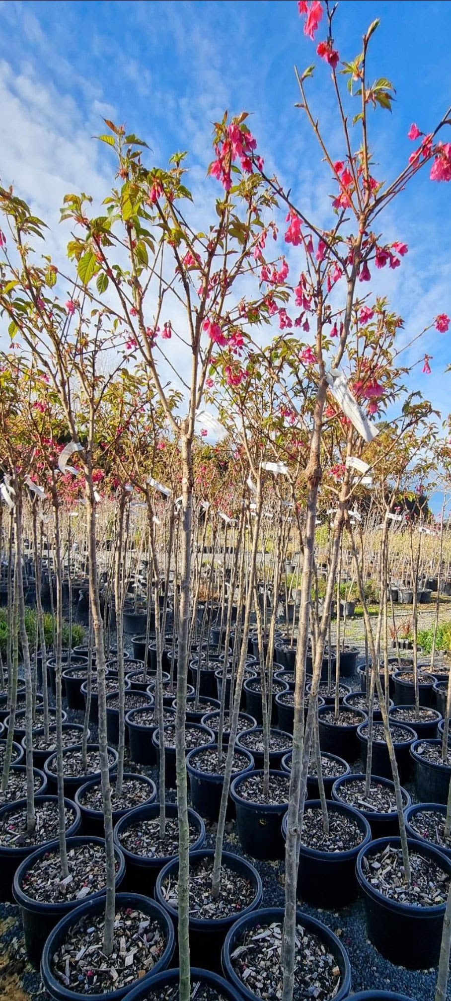 Prunus Campanulata ‘Superba’ - Taiwan Cherry