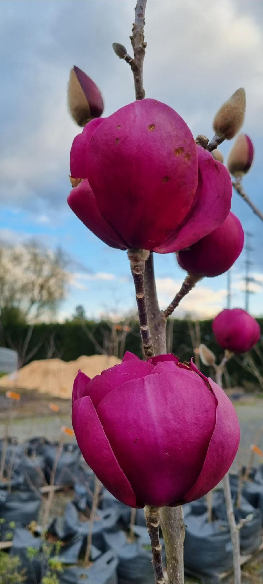 Magnolia ‘Black Tulip’ - Magnolia