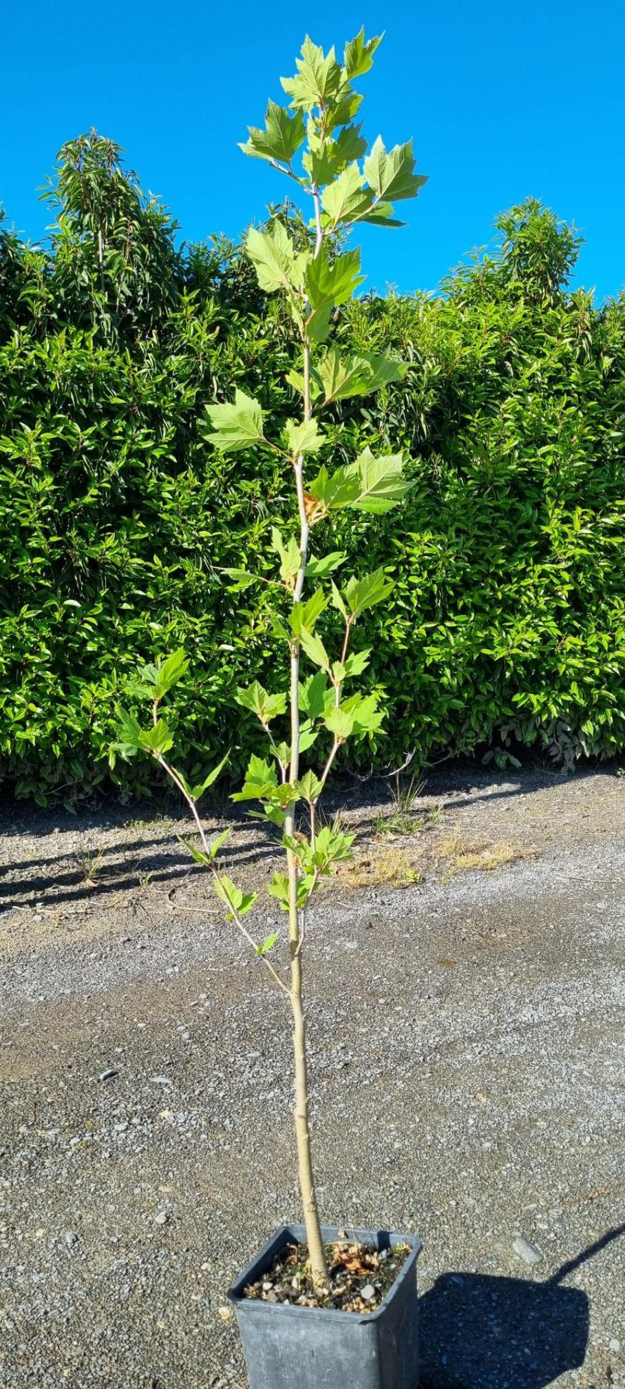 Platanus Acerifolia - Plane Tree