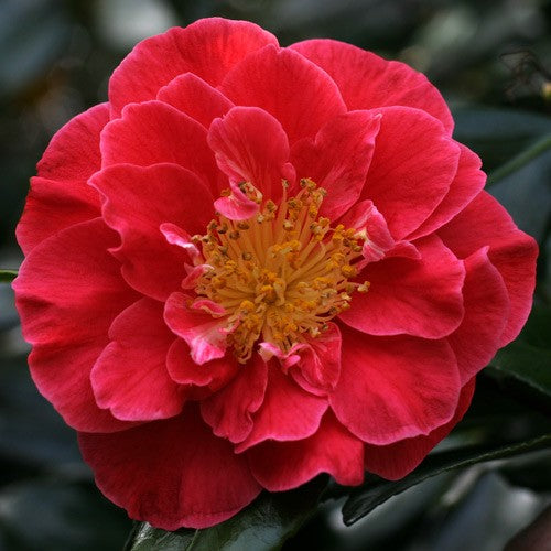 Camellias