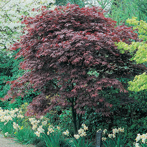 Acer Palmatum Amoenum