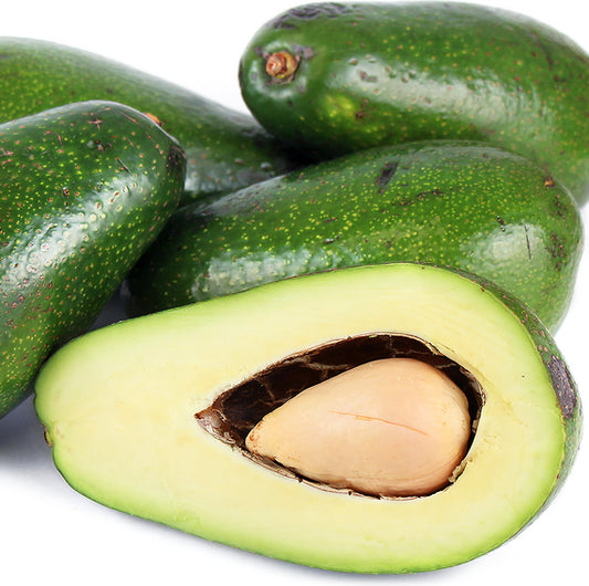 Avocado Ettinger - Fruiting Avocado