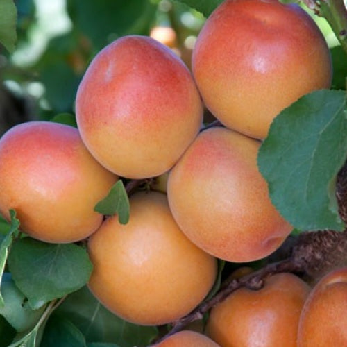 Apricot ‘Goldbar’ - Fruiting Apricot