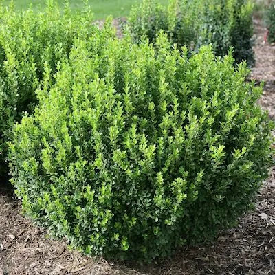 Buxus ‘Microphylla’ - Japanese Box Hedge