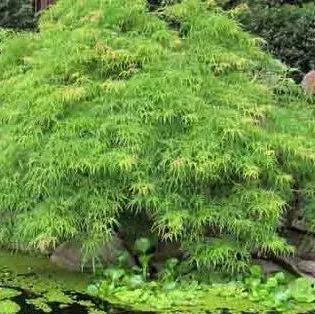 Acer Palmatum Emerald Lace