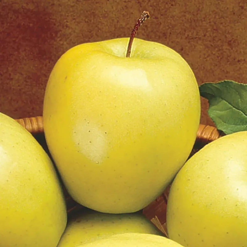 Apple ‘Golden Delicious’ - Fruiting Apple