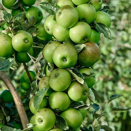 Apple ‘Ballerina Bolero’ - Fruiting Apple