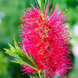 Callistemon ‘Western Glory’ - Bottlebrush