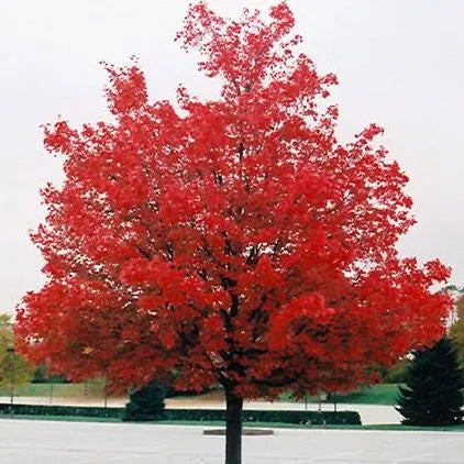 Acer Rubrum ‘October Glory’ - Red Maple