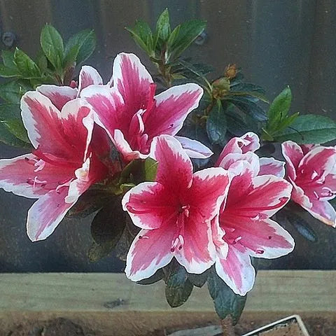 Azalea Mrs Kint Red