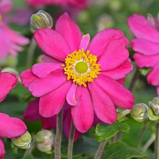 Anemone ‘Hot Pink’ - Windflower