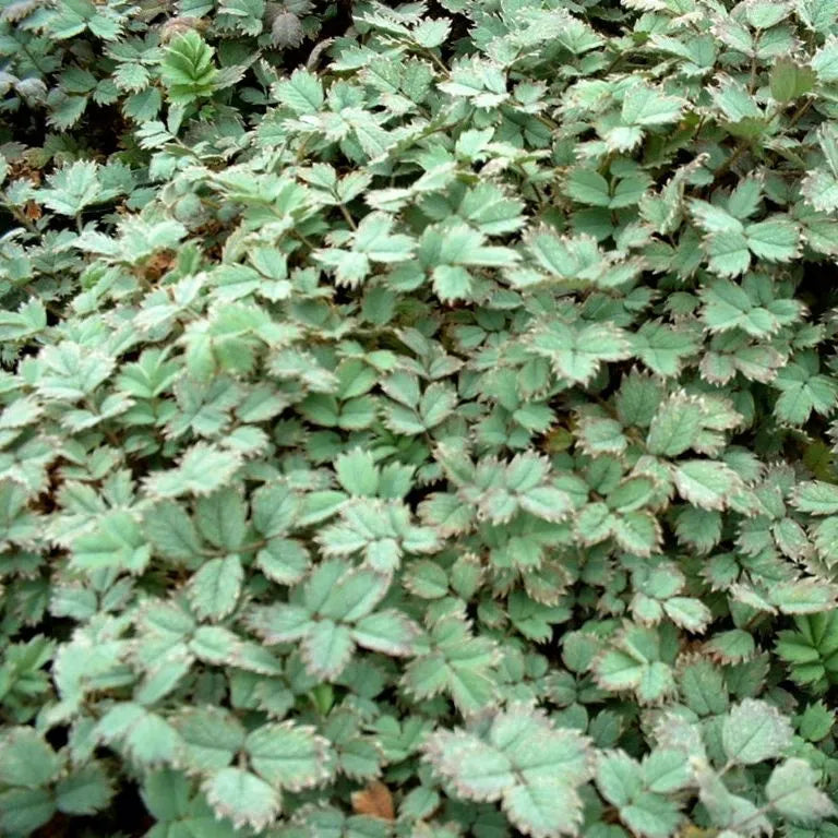 Acaena Caesiglauca - Bidibidi (Glaucous Bidibid)