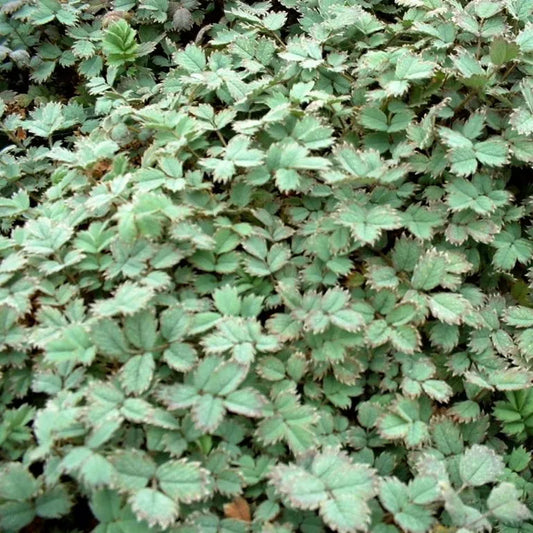Acaena Caesiglauca - Bidibidi (Glaucous Bidibid)