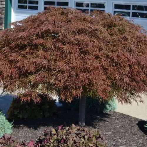 Acer Palmatum ‘Crimson Queen’