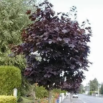 Acer Platanoides Nigrum