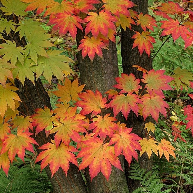 Acer Pseudosieboldianum