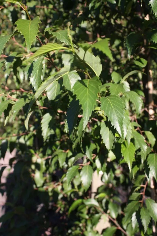 Alnus Jorrullensis - Mexican / Evergreen Alder