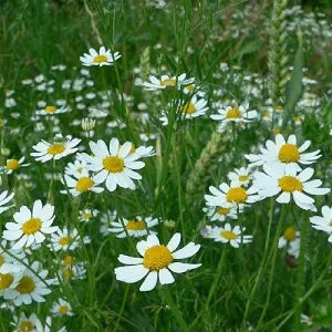 Anthemis Chamomile