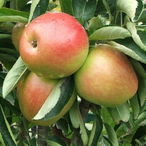 Apple ‘Ballerina Polka’ - Fruiting Apple