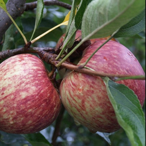 Apple ‘Harold Red Delicious’ - Fruiting Apple