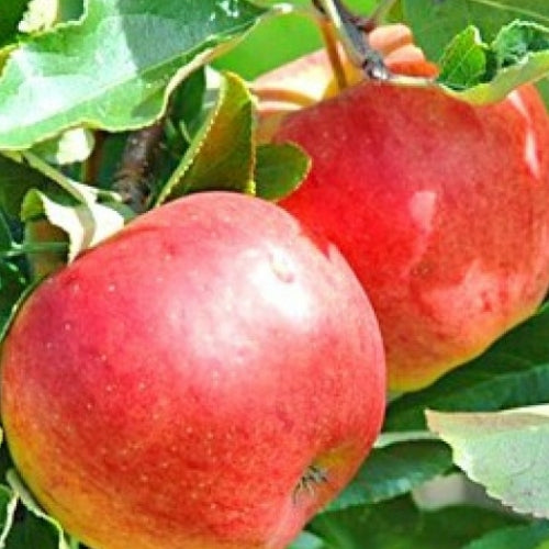 Apple ‘Splendour’ - Fruiting Apple