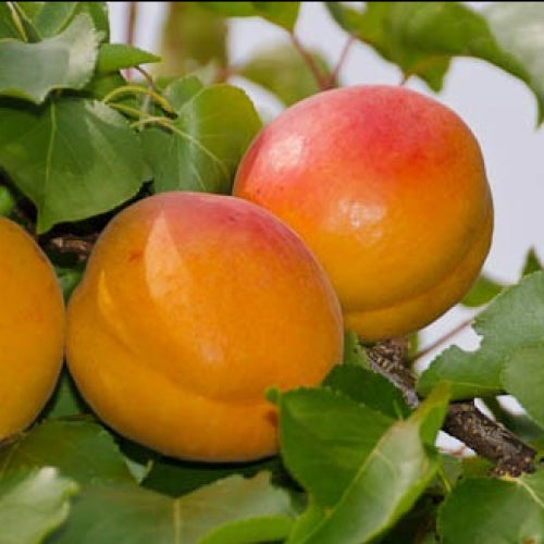 Apricot ‘Castlebright’ - Fruiting Apricot