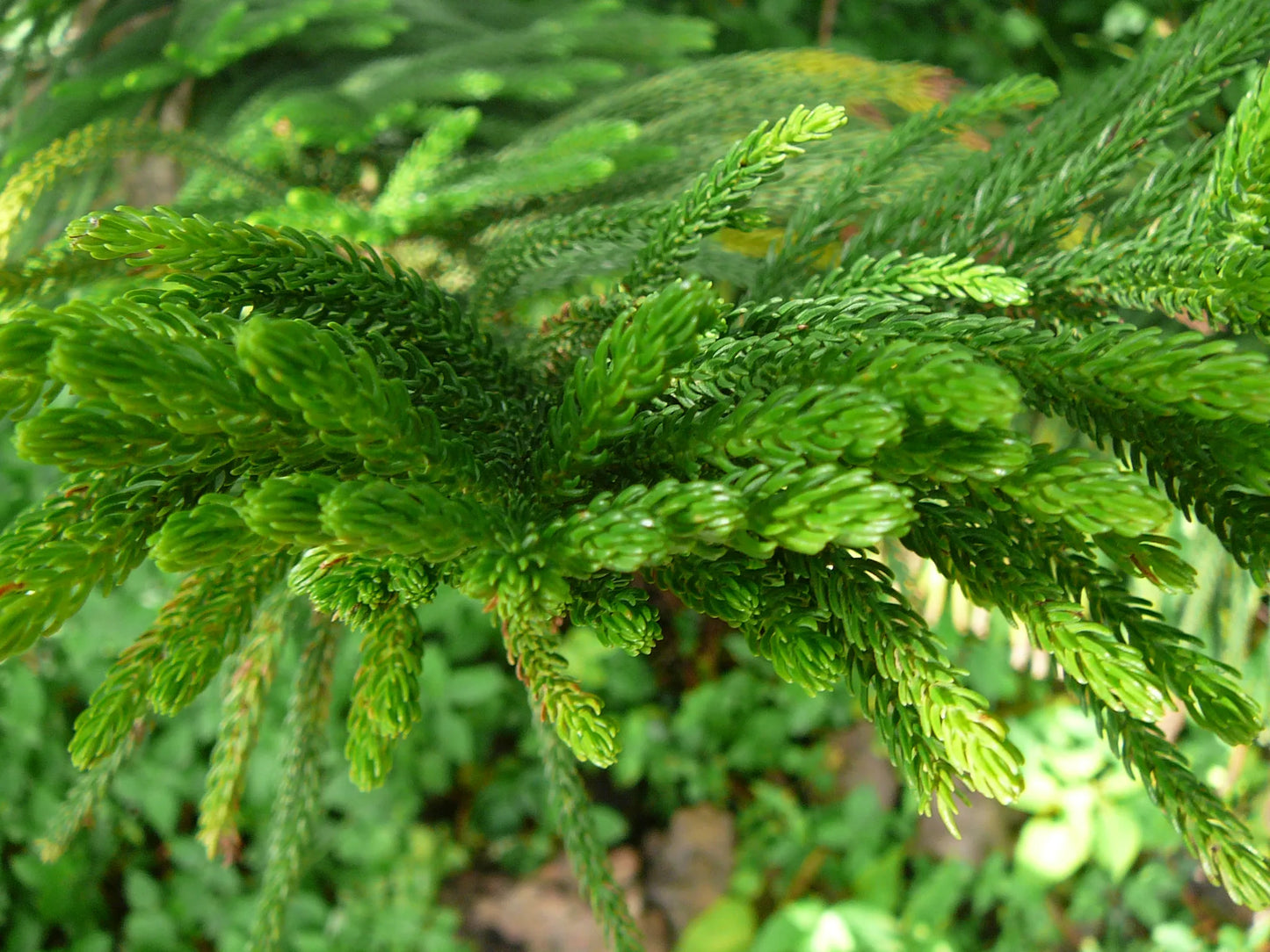 Araucaria Heterophylla - Norfolk Island Pine