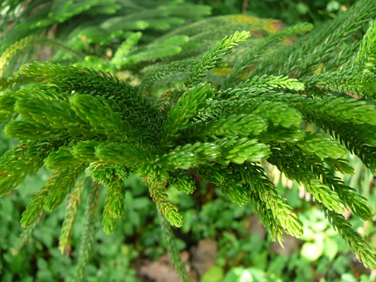Araucaria Heterophylla - Norfolk Island Pine