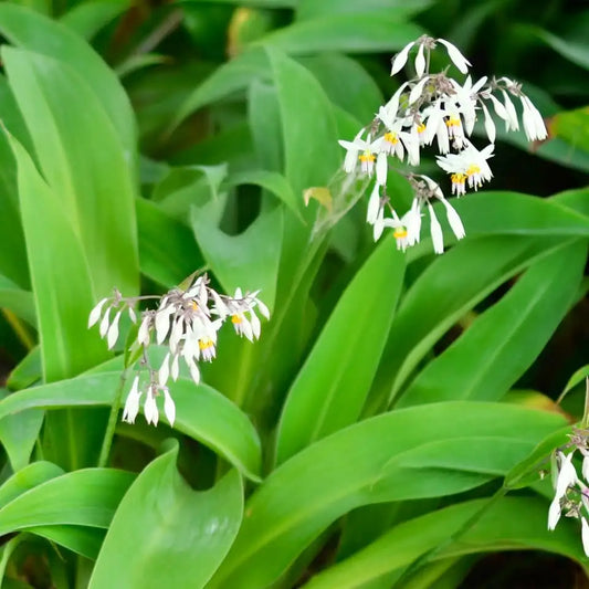 Arthropodium Cirratum - Renga Renga / Rock Lilly