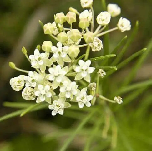 Asclepias Fruticosa - Swan Plant
