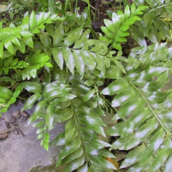 Asplenium Oblongifolium - Huruhuruwhenua , Shining Spleenwort